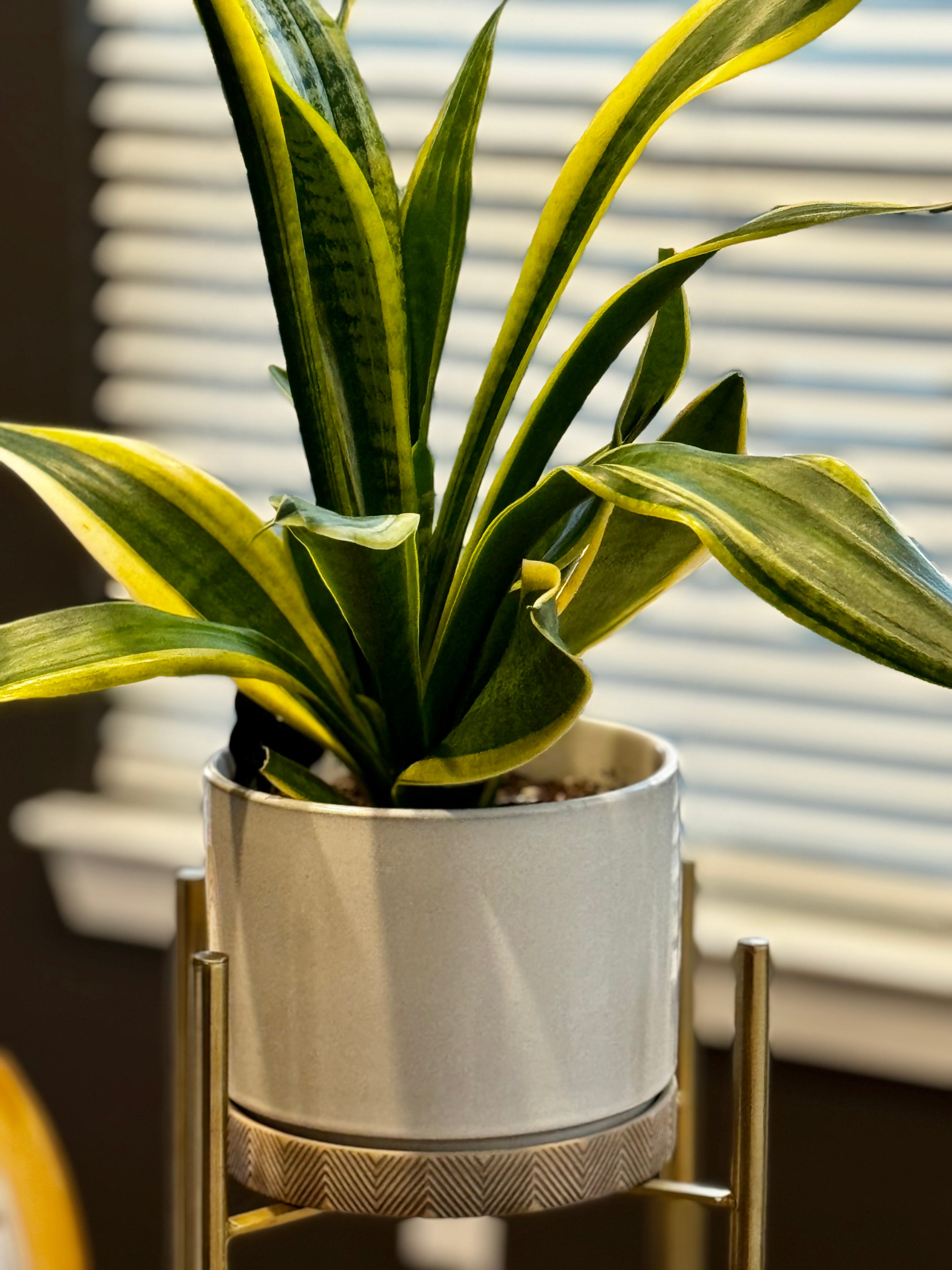 Virtual Plant Consulting